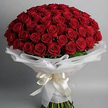 Букет 101 Красная роза Блэк Мэджик в Локоть