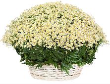 Цветочная композиция из Ромашки в корзине #REPLACE_PRED# Локоть